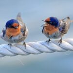 two birds sitting together depicting conflict managemnt in relationship