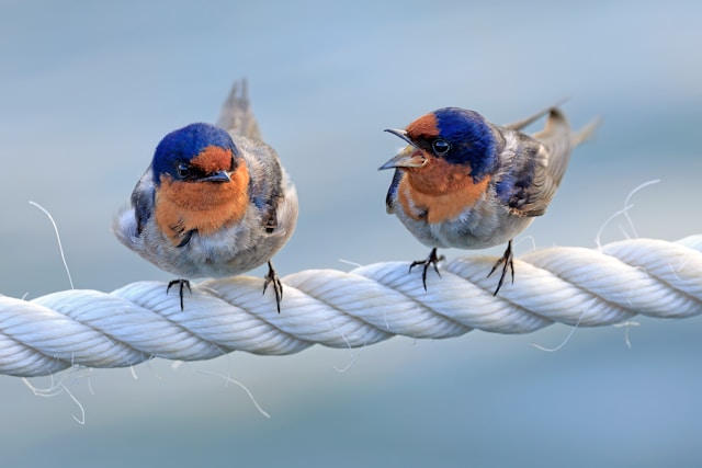 two birds sitting together depicting conflict managemnt in relationship